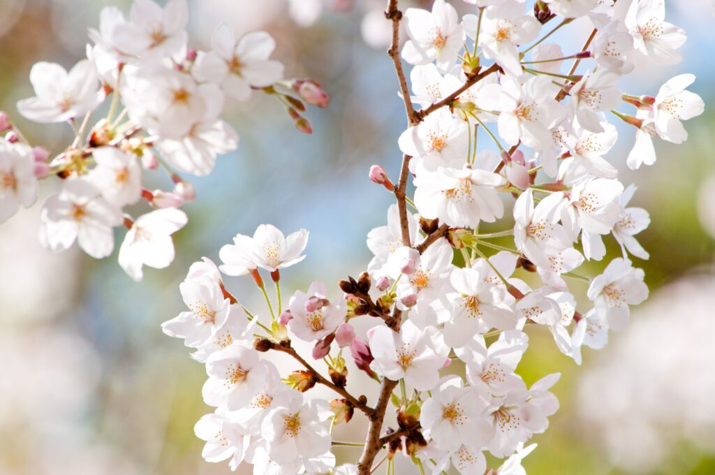 北海道神宮桜の屋台はいつまで？出店一覧やおすすめを徹底紹介！
