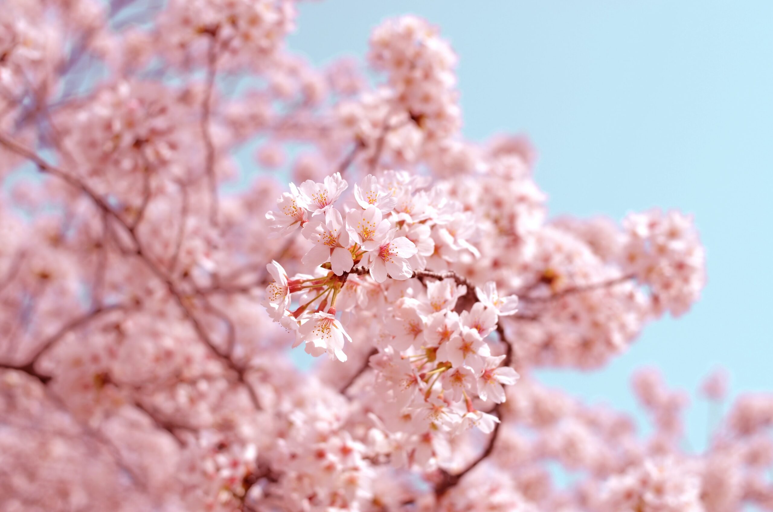 函館公園桜の花見の屋台一覧！おすすめや時間場所も徹底解説！