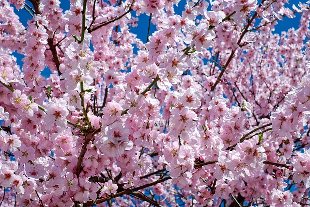 旭山公園桜の屋台のおすすめは？営業時間や場所も徹底解説！
